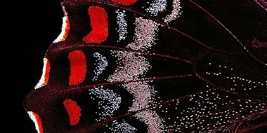 エネルギー・ポリシー（英語）