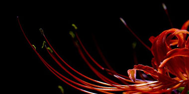 ファイナンスド・エミッション開示の報告基準（英語）